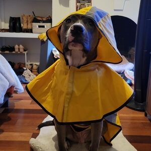 Yellow Dog Raincoat